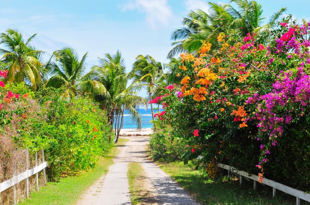 A path lined with palms and bougainvillea leading to the sea on Nevis